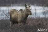 Elk (Alces alces)
