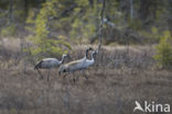 Kraanvogel (Grus grus)