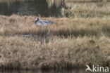 Kraanvogel (Grus grus)