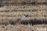 Kraanvogel (Grus grus)