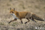 Vos (Vulpes vulpes)