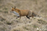 Vos (Vulpes vulpes)