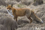 Fox (Vulpes vulpes)