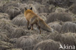 Fox (Vulpes vulpes)