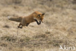 Fox (Vulpes vulpes)