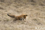 Vos (Vulpes vulpes)