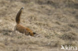 Fox (Vulpes vulpes)