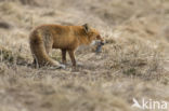 Fox (Vulpes vulpes)