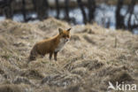 Fox (Vulpes vulpes)