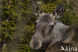 Elk (Alces alces)