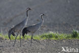 Kraanvogel (Grus grus)