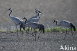 Kraanvogel (Grus grus)