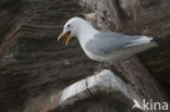 Black-legged Kittiwake (Rissa tridactyla)