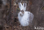 Sneeuwhaas (Lepus timidus)