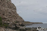 Black-legged Kittiwake (Rissa tridactyla)