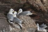 Black-legged Kittiwake (Rissa tridactyla)