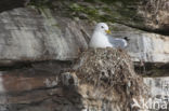 Black-legged Kittiwake (Rissa tridactyla)