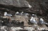 Black-legged Kittiwake (Rissa tridactyla)