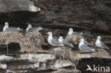 Black-legged Kittiwake (Rissa tridactyla)