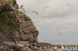 Black-legged Kittiwake (Rissa tridactyla)