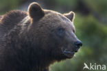 Bruine beer (Ursus arctos)