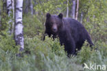 Bruine beer (Ursus arctos)