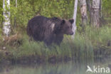 Bruine beer (Ursus arctos)