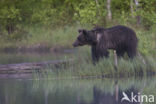 Brown Bear (Ursus arctos)