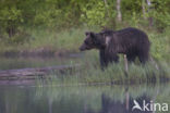 Bruine beer (Ursus arctos)