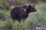 Bruine beer (Ursus arctos)