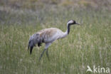 Kraanvogel (Grus grus)