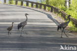 Kraanvogel (Grus grus)