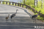 Common Crane (Grus grus)