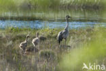 Kraanvogel (Grus grus)