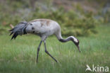 Common Crane (Grus grus)