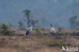 Kraanvogel (Grus grus)