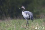 Kraanvogel (Grus grus)