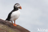 Atlantic Puffin (Fratercula arctica)