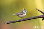 Kuifmees (Parus cristatus)