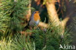 European Robin (Erithacus rubecula)
