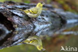 Eurasian Siskin (Carduelis spinus)