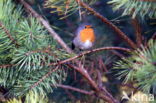 European Robin (Erithacus rubecula)