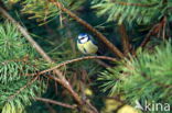 Pimpelmees (Parus caeruleus)