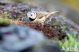 Kuifmees (Parus cristatus)