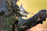 Kuifmees (Parus cristatus)