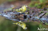 Eurasian Siskin (Carduelis spinus)