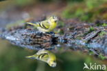 Eurasian Siskin (Carduelis spinus)