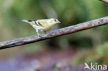 Eurasian Siskin (Carduelis spinus)