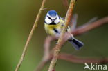 Pimpelmees (Parus caeruleus)