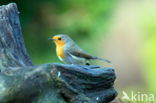 European Robin (Erithacus rubecula)